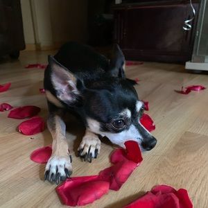 Meet your Posher, Mayra